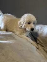 Luna , a female Great Pyrenees for sale in Auburndale, FL – Photo 2 of 4