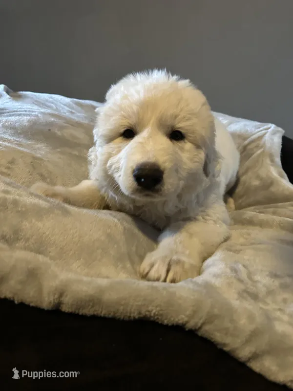 Luna  – Great Pyrenees puppy for sale in Auburndale, FL