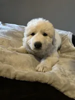 Luna , a female Great Pyrenees for sale in Auburndale, FL – Photo 1 of 4