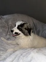 Sassy , a female Great Pyrenees for sale in Auburndale, FL – Photo 4 of 4