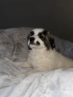 Sassy , a female Great Pyrenees for sale in Auburndale, FL – Photo 3 of 4