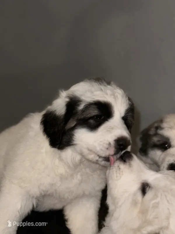 Sassy  – Great Pyrenees puppy for sale in Auburndale, FL
