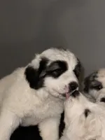 Sassy , a female Great Pyrenees for sale in Auburndale, FL – Photo 1 of 4