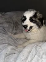 Sassy , a female Great Pyrenees for sale in Auburndale, FL – Photo 2 of 4