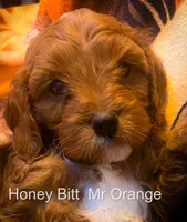 Mr Orange, a male Cavapoo for sale in Burnsville, MN – 2 of 5