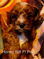 Ms Pink, a female Cavapoo for sale in Burnsville, MN – 6 of 7