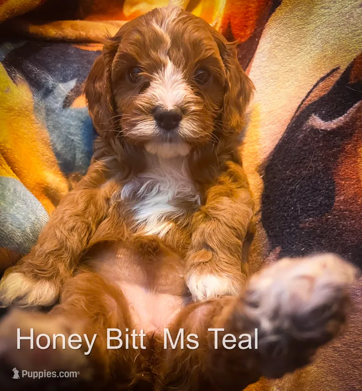 Ms Teal – Cavapoo puppy for sale in Burnsville, MN