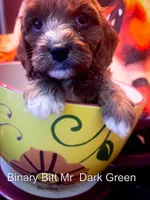 Mr Dark Green, a male Cavapoo for sale in Burnsville, MN – 4 of 4