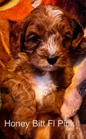 Ms Pink, a female Cavapoo for sale in Burnsville, MN – 4 of 7