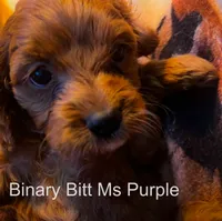 Ms Purple, a female Cavapoo for sale in Burnsville, MN – 2 of 3