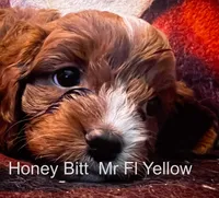 Nr Fk Yellow, a male Cavapoo for sale in Burnsville, MN – 3 of 6