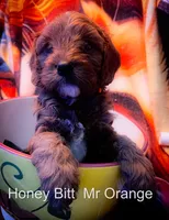 Mr Orange, a male Cavapoo for sale in Burnsville, MN – 3 of 5