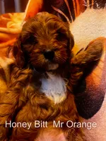 Mr Orange, a male Cavapoo for sale in Burnsville, MN – 4 of 5