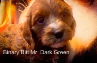 Mr Dark Green, a male Cavapoo for sale in Burnsville, MN – 3 of 4