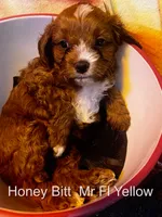 Nr Fk Yellow, a male Cavapoo for sale in Burnsville, MN – 6 of 6