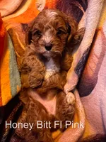 Ms Pink, a female Cavapoo for sale in Burnsville, MN – 5 of 7