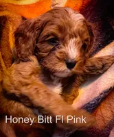Ms Pink, a female Cavapoo for sale in Burnsville, MN – 2 of 7