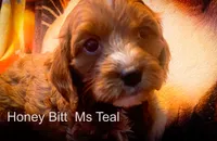Ms Teal, a female Cavapoo for sale in Burnsville, MN – 2 of 6