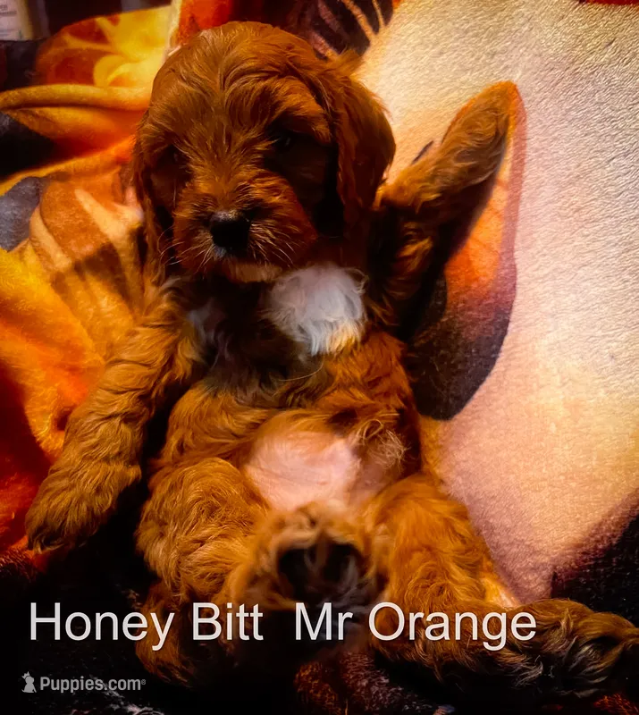 Mr Orange – Cavapoo puppy for sale in Burnsville, MN