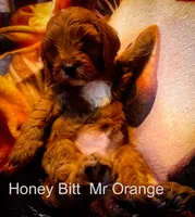 Mr Orange, a male Cavapoo for sale in Burnsville, MN – 1 of 5