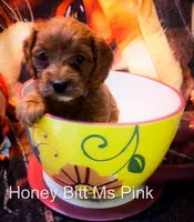Ms Pink, a female Cavapoo for sale in Burnsville, MN – 7 of 7