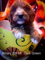 Mr Dark Green, a male Cavapoo for sale in Burnsville, MN – 2 of 4