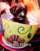 Ms Pink, a female Cavapoo for sale in Burnsville, MN – 3 of 7