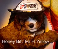 Nr Fk Yellow, a male Cavapoo for sale in Burnsville, MN – 1 of 6