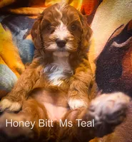 Ms Teal, a female Cavapoo for sale in Burnsville, MN – 5 of 6