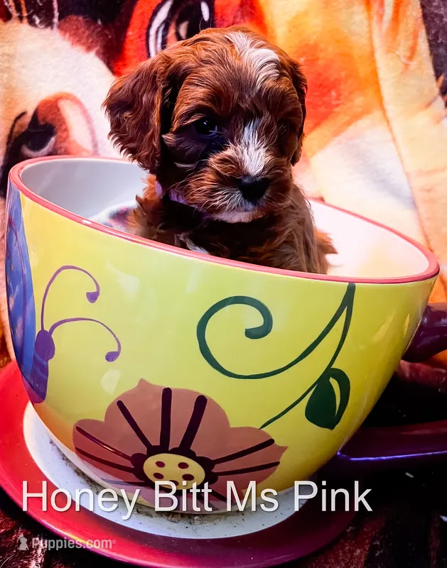 Ms Pink – Cavapoo puppy for sale in Burnsville, MN