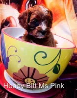 Ms Pink, a female Cavapoo for sale in Burnsville, MN – 1 of 7