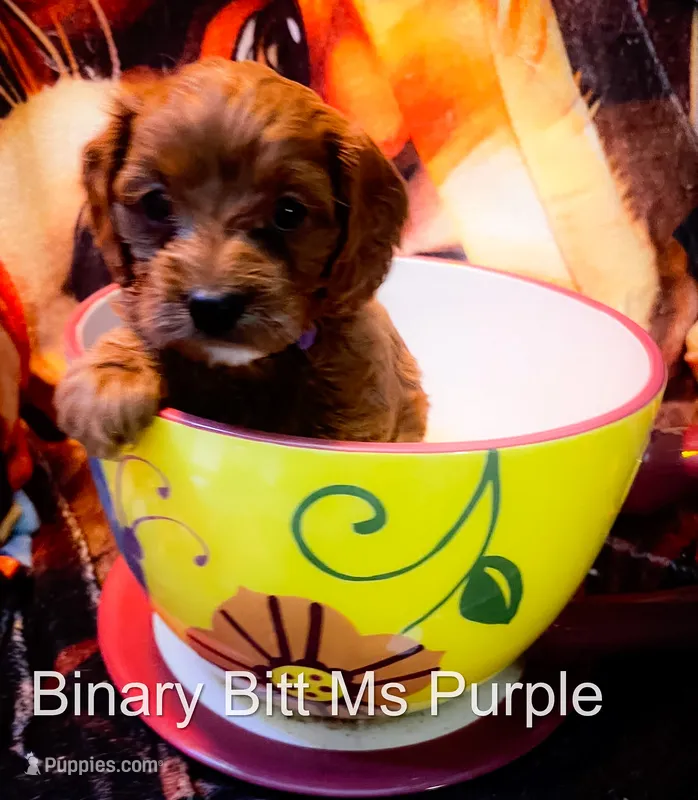 Ms Purple – Cavapoo puppy for sale in Burnsville, MN