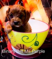 Ms Purple, a female Cavapoo for sale in Burnsville, MN – 1 of 3