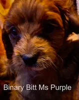 Ms Purple, a female Cavapoo for sale in Burnsville, MN – 3 of 3