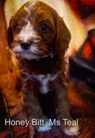Ms Teal, a female Cavapoo for sale in Burnsville, MN – 4 of 6