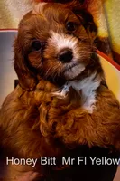 Nr Fk Yellow, a male Cavapoo for sale in Burnsville, MN – 2 of 6