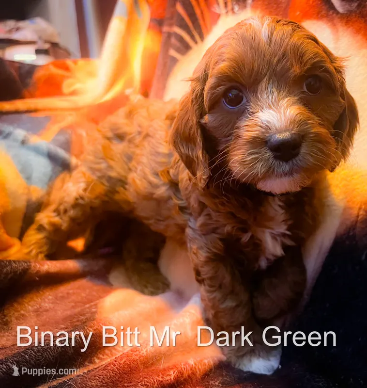Mr Light BLue` – Cavapoo puppy for sale in Burnsville, MN