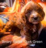 Mr Light BLue`, a male Cavapoo for sale in Burnsville, MN – 1 of 1