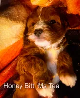 Nr Fk Yellow, a male Cavapoo for sale in Burnsville, MN – 5 of 6