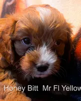 Nr Fk Yellow, a male Cavapoo for sale in Burnsville, MN – 4 of 6