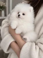 Opel, a male Pomeranian for sale in Sun Valley, CA – 2 of 6