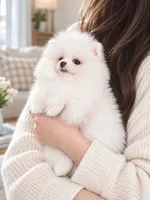 Oligarx, a male Pomeranian for sale in Sun Valley, CA – 3 of 6