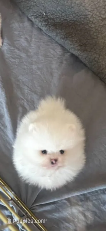 Oligarx – Pomeranian puppy for sale in Sun Valley, CA