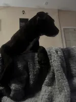 (no names yet ), a female American Pit Bull Terrier and Labradoodle for sale in Leesburg, FL – 4 of 4