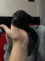 (no names yet ), a female American Pit Bull Terrier and Labradoodle for sale in Leesburg, FL – 3 of 4