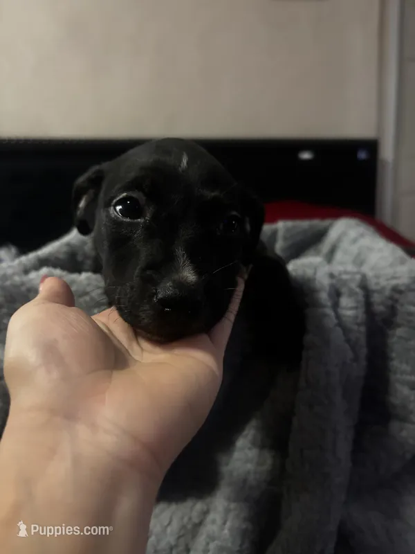 (no names yet ) – American Pit Bull Terrier, Labradoodle puppy for sale in Leesburg, FL