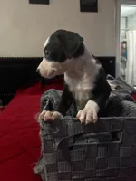 (no name yet), a female American Pit Bull Terrier and Labradoodle for sale in Leesburg, FL – 3 of 3