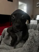 luna, a female American Pit Bull Terrier and Labradoodle for sale in Leesburg, FL – 2 of 6