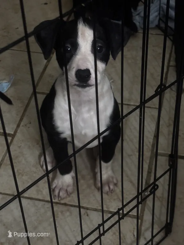 (no name yet) – American Pit Bull Terrier, Labradoodle puppy for sale in Leesburg, FL