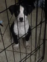 (no name yet), a female American Pit Bull Terrier and Labradoodle for sale in Leesburg, FL – 1 of 3